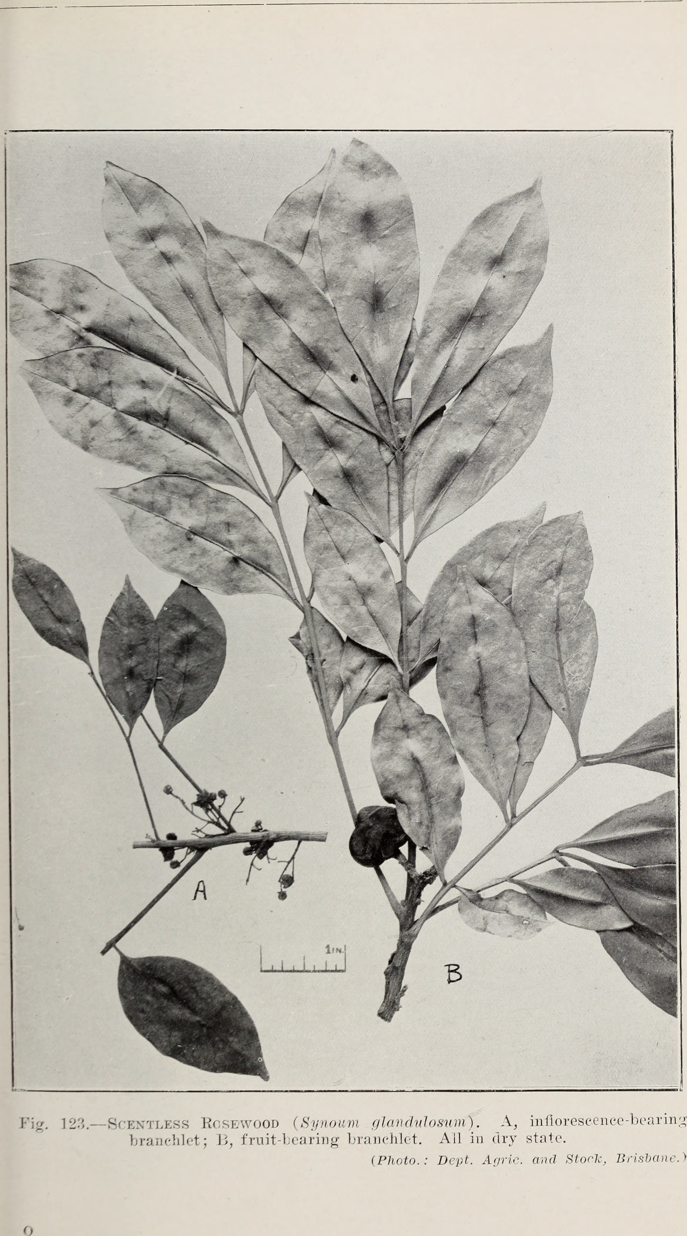 Image of <i>Synoum glandulosum</i> (Smith) A. Juss.