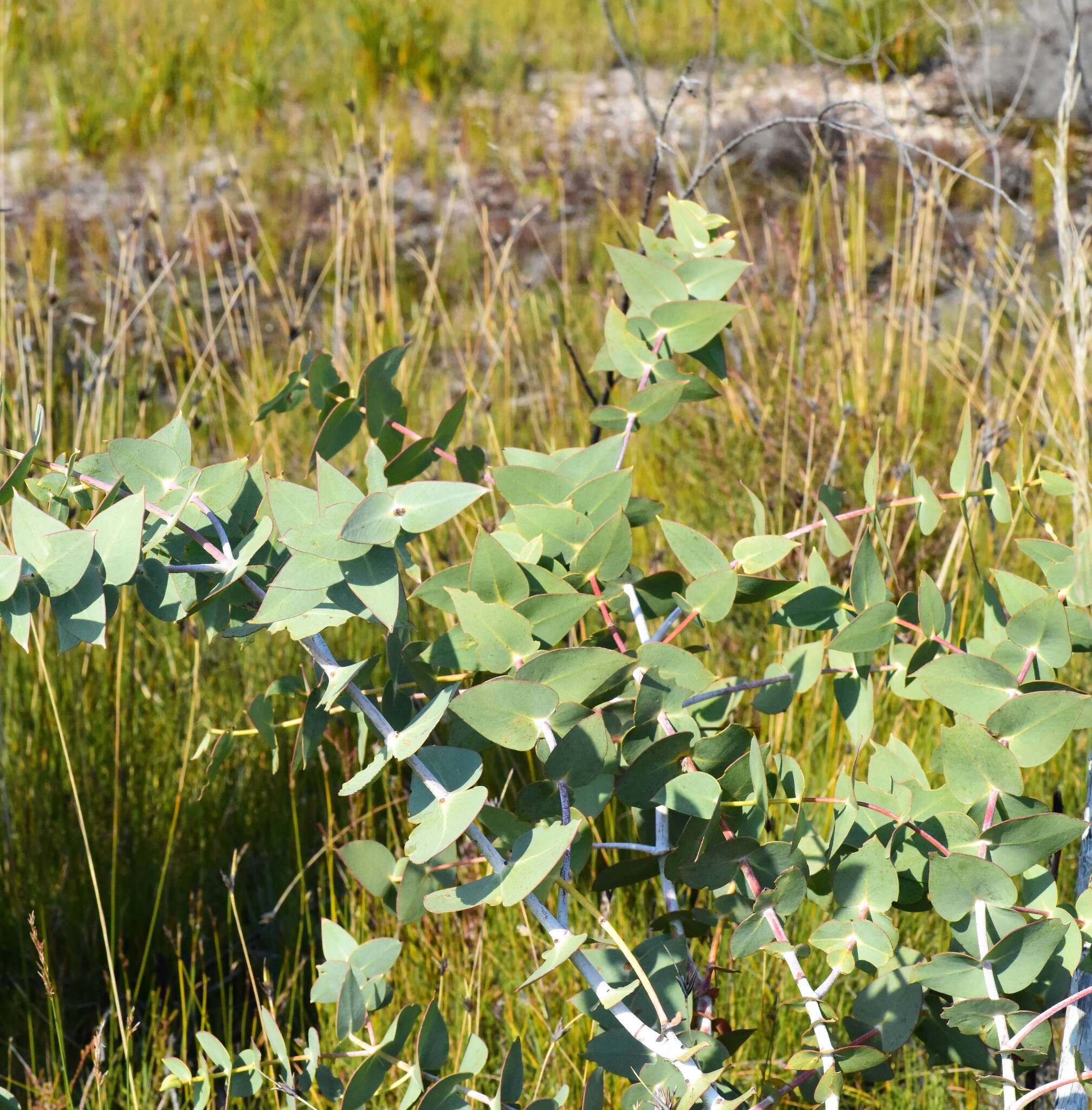 Image of Eucalyptus sturgissiana L. A. S. Johnson & Blaxell