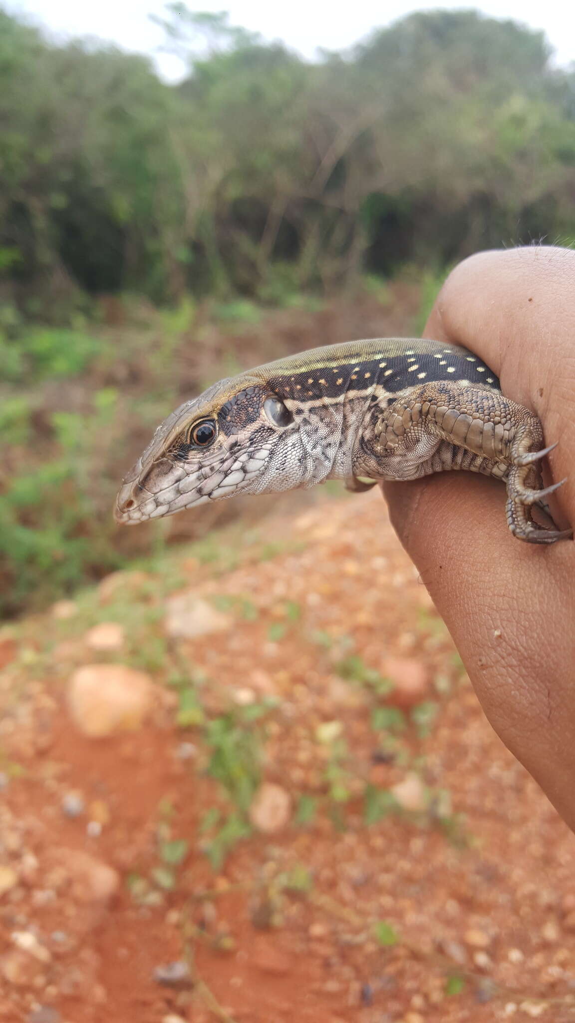 Imagem de Ameiva praesignis (Baird & Girard 1852)