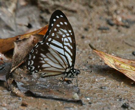 Graphium macareus (Godart 1819) resmi