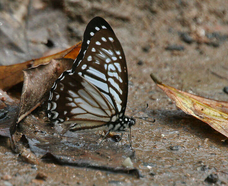 Sivun Graphium macareus (Godart 1819) kuva