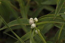 Image of Ichthyothere terminalis (Spreng.) S. F. Blake