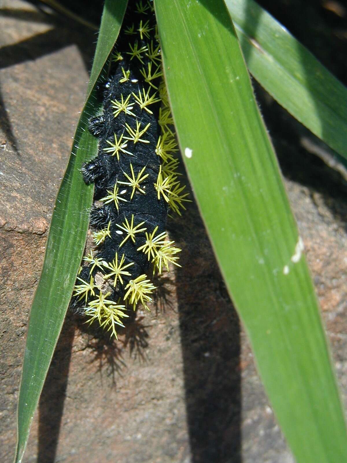 Image of Leucanella viridescens (Walker 1855)