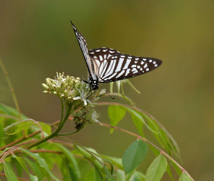 Sivun Graphium macareus (Godart 1819) kuva