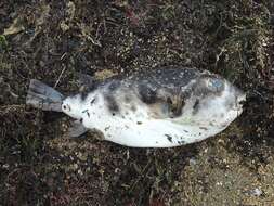 Image of Hardys toadfish