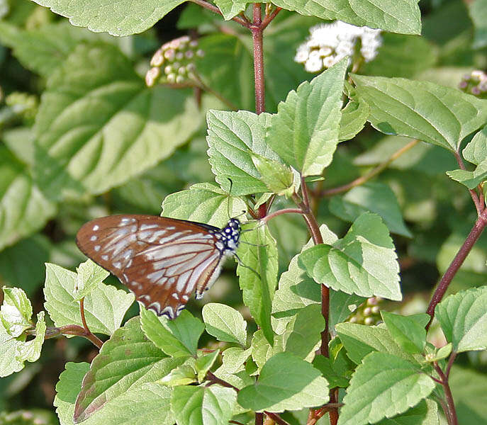 Graphium macareus (Godart 1819) resmi