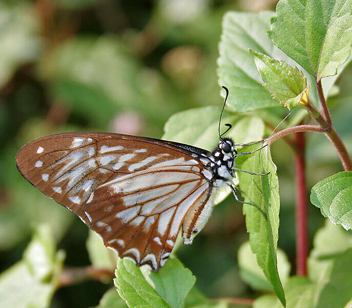 Graphium macareus (Godart 1819) resmi