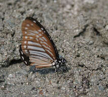 Graphium macareus (Godart 1819) resmi