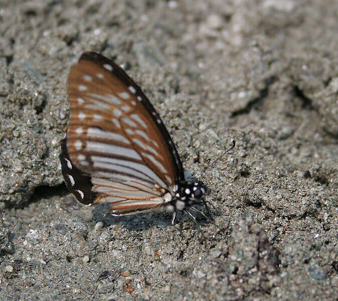 Graphium macareus (Godart 1819) resmi