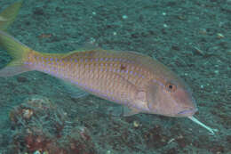 Image of Cinnabar goatfish