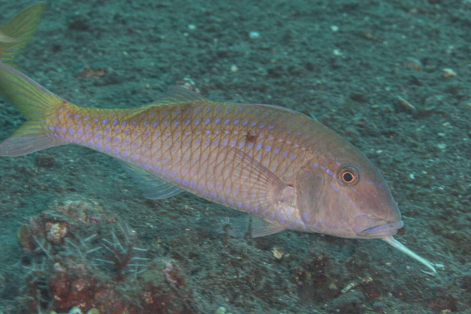 Image of Cinnabar goatfish