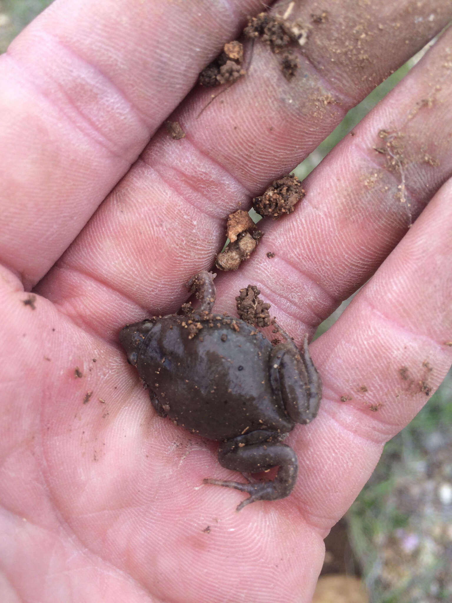 Image of Great Plains Narrowmouth Toad