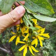 Dendroviguiera eriophora (Greenm.) E. E. Schill. & Panero的圖片