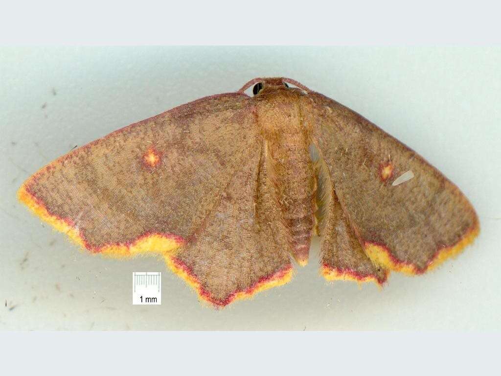 Слика од Chrysocraspeda cruoraria Warren 1897