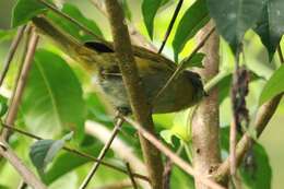 Image of Dusky Bush Tanager