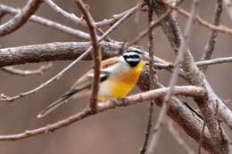 Image of African Golden-breasted Bunting