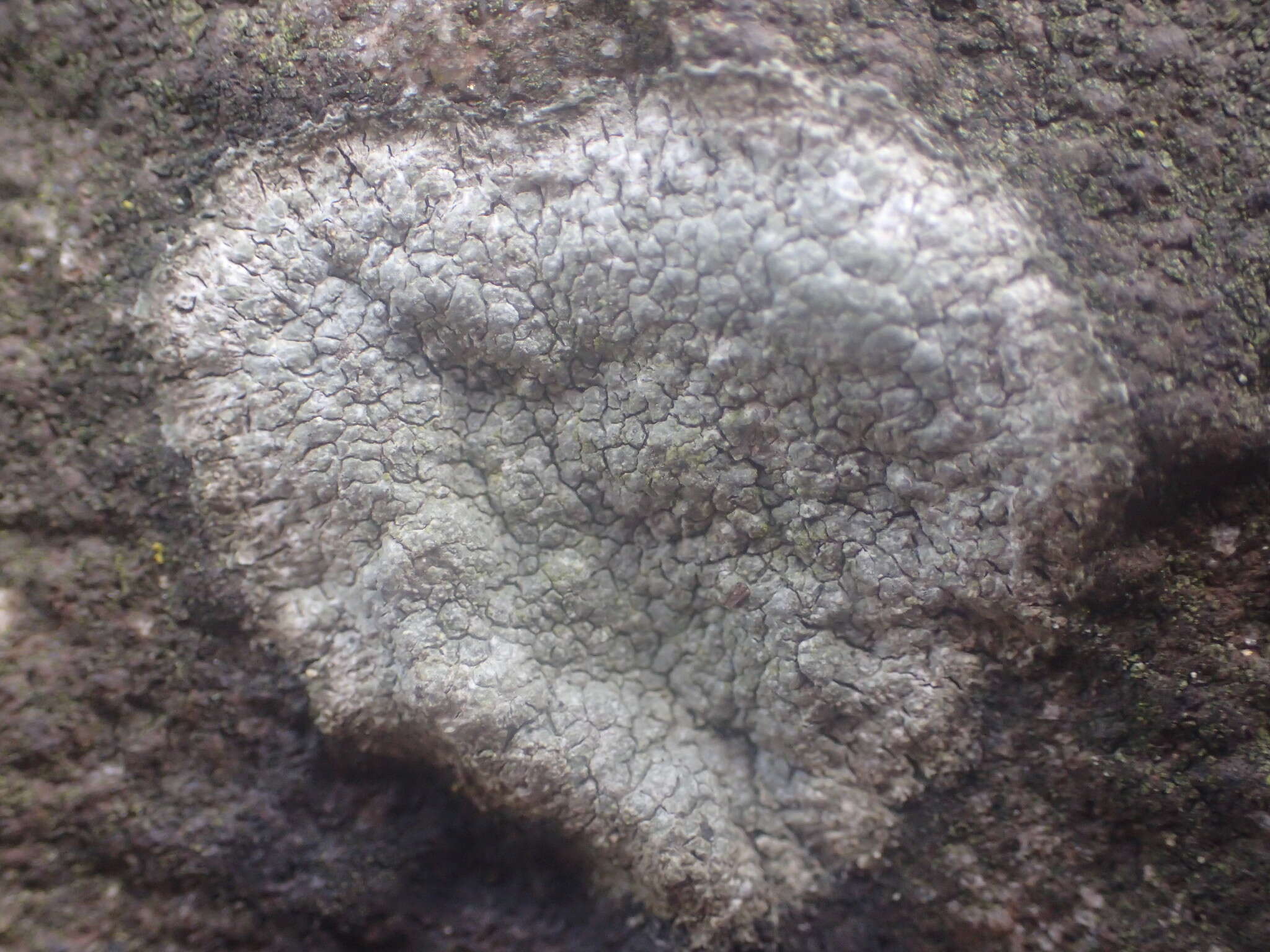 Image of <i>Phlyctis petraea</i>
