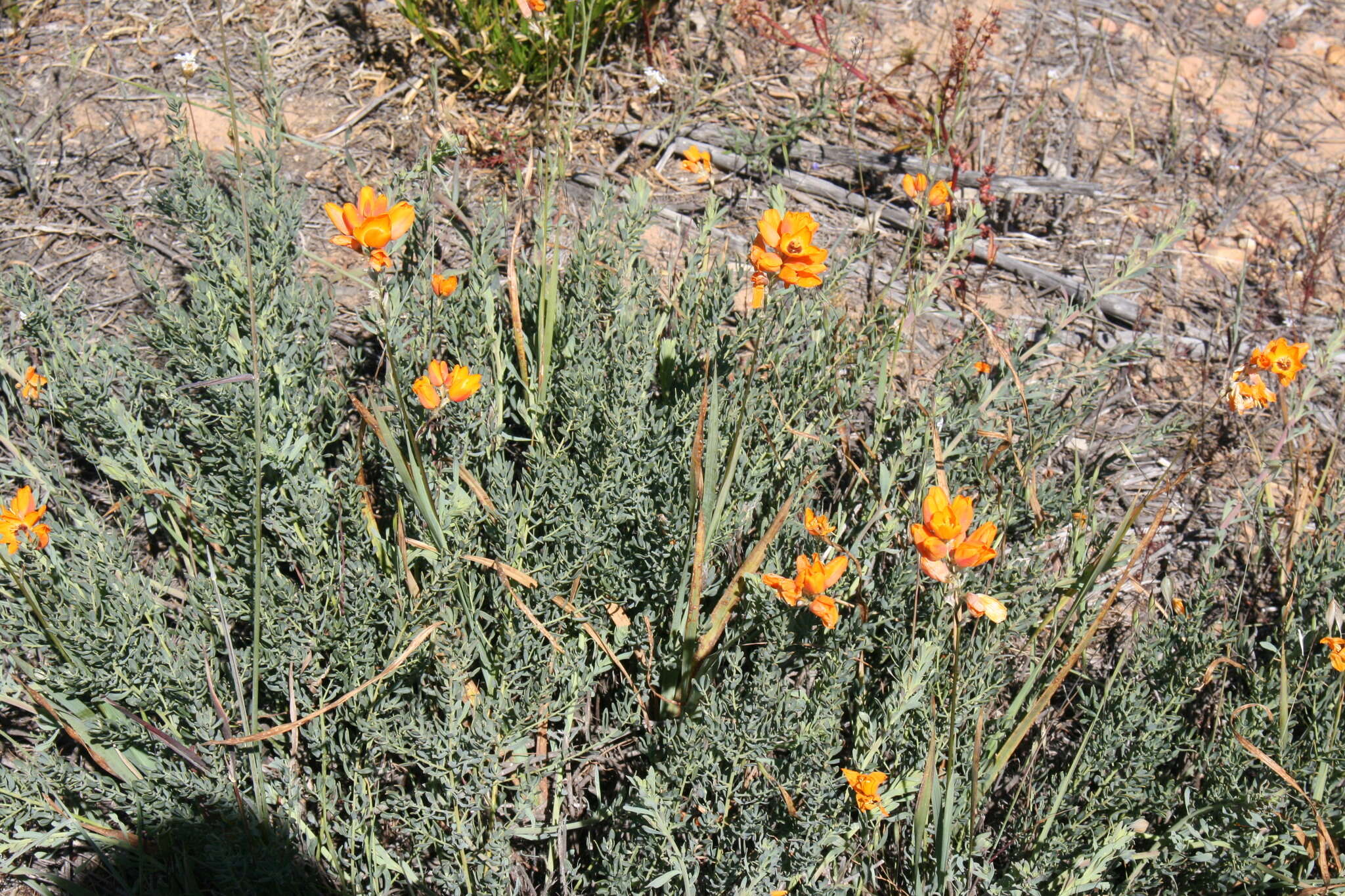 Image of Ixia calendulacea Goldblatt & J. C. Manning