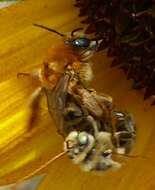 Image of Agile Long-horned Bee