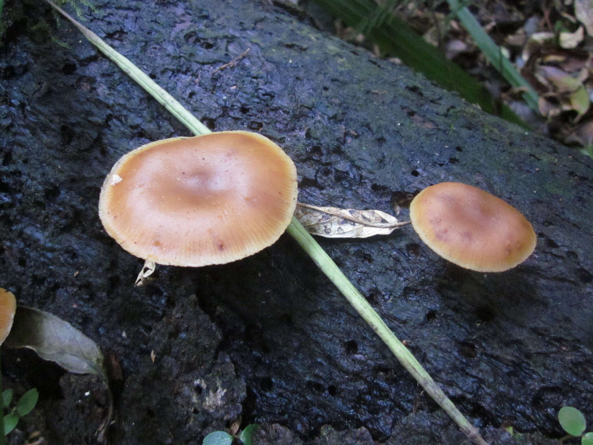 Image of Galerina patagonica Singer 1953