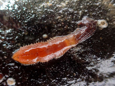 Image of Branchiomma bombyx (Dalyell 1853)