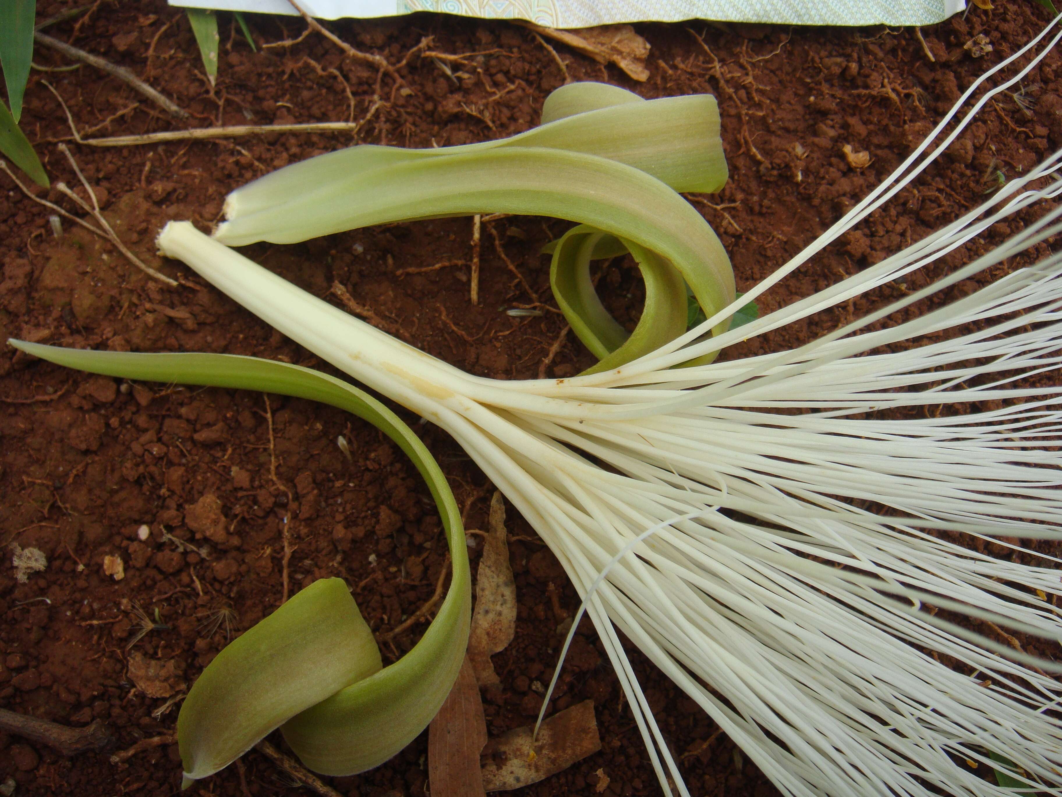 Image of Guiana-chestnut