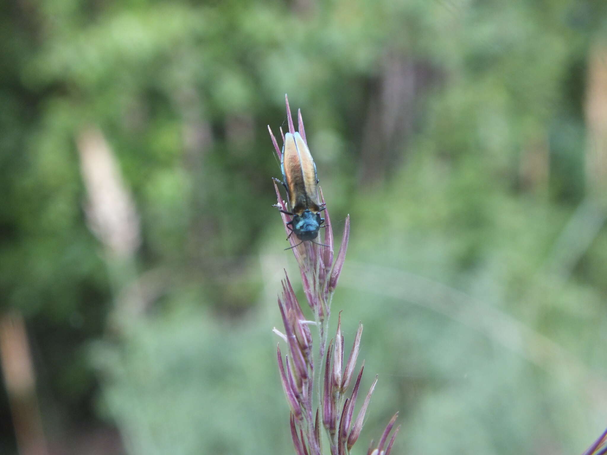 Imagem de Agrilus subauratus Gebler 1833