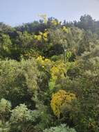 Image of Ferula communis subsp. linkii (Webb) Reduron & Dobignard