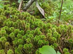 Image of Wulf's sphagnum