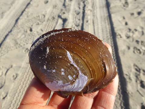 Image of California mahogany-clam