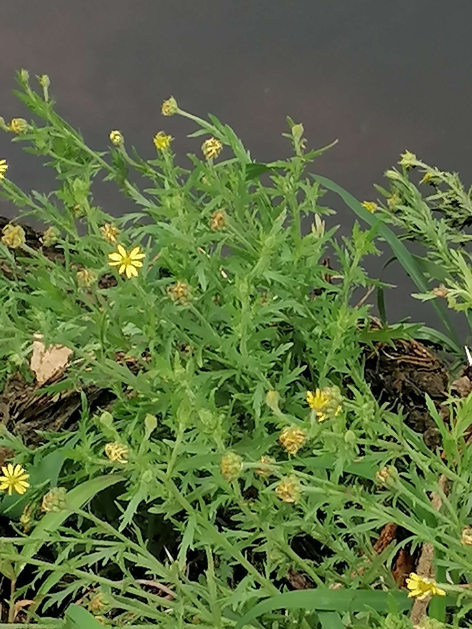 Plancia ëd Osteospermum muricatum E. Mey. ex DC.