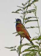 Image of Orchard Oriole