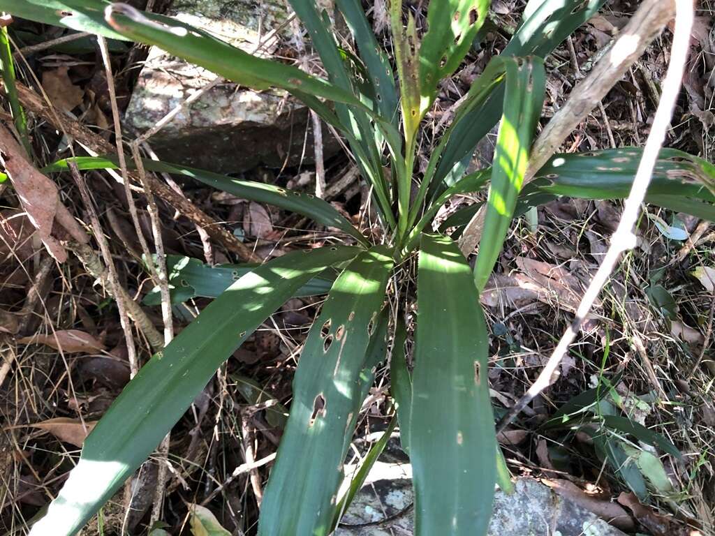 Imagem de Cordyline stricta (Sims) Endl.