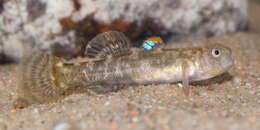 Plancia ëd Chlamydogobius