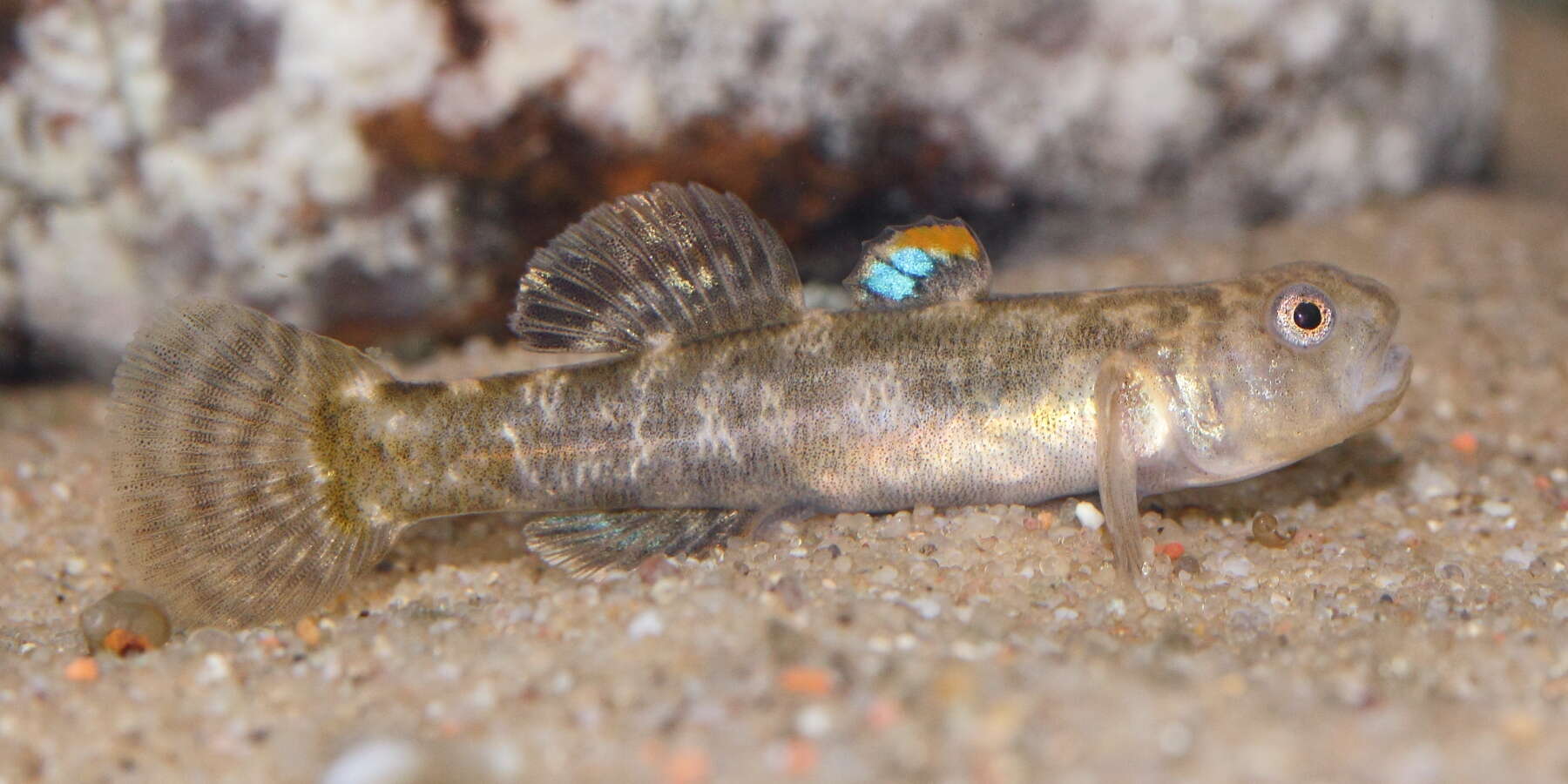 Plancia ëd Chlamydogobius