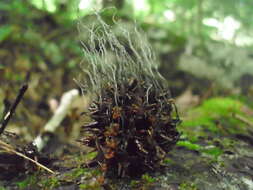 Слика од Xylaria liquidambaris J. D. Rogers, Y. M. Ju & F. San Martín 2002