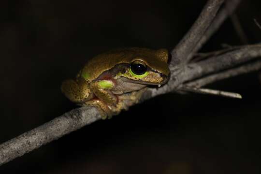 Image of Blue Mountains Tree Frog