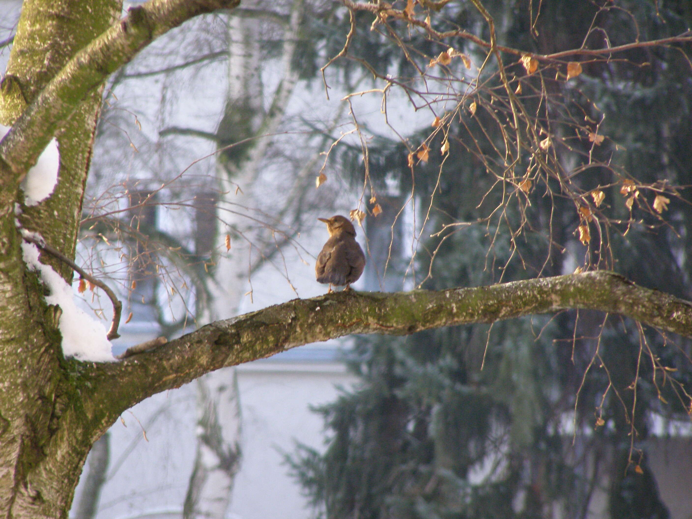 Image of Song Thrush