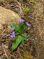 Sivun Viola sagittata var. ovata (Nutt.) Torr. & A. Gray kuva