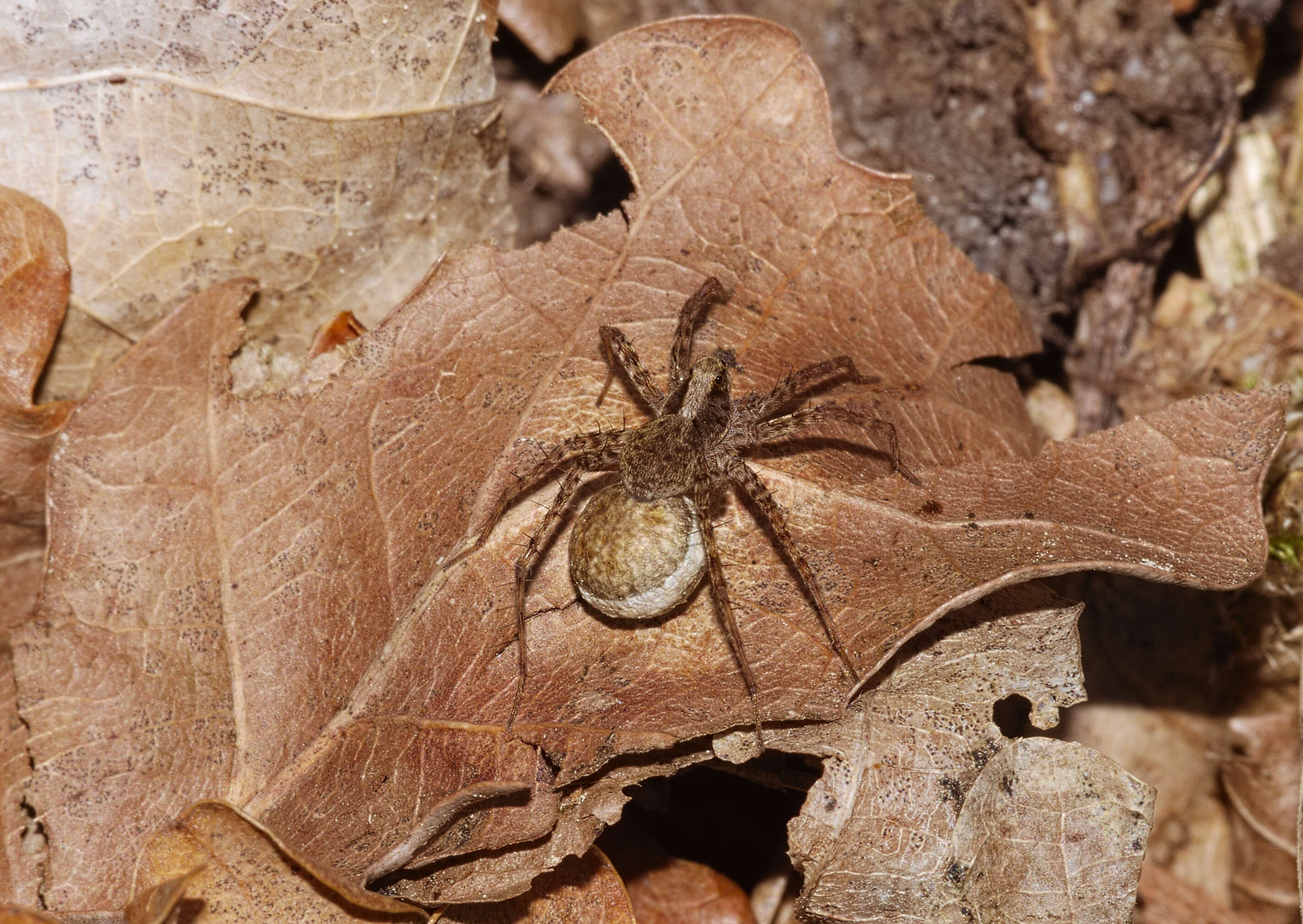 Image of Pardosa lugubris (Walckenaer 1802)