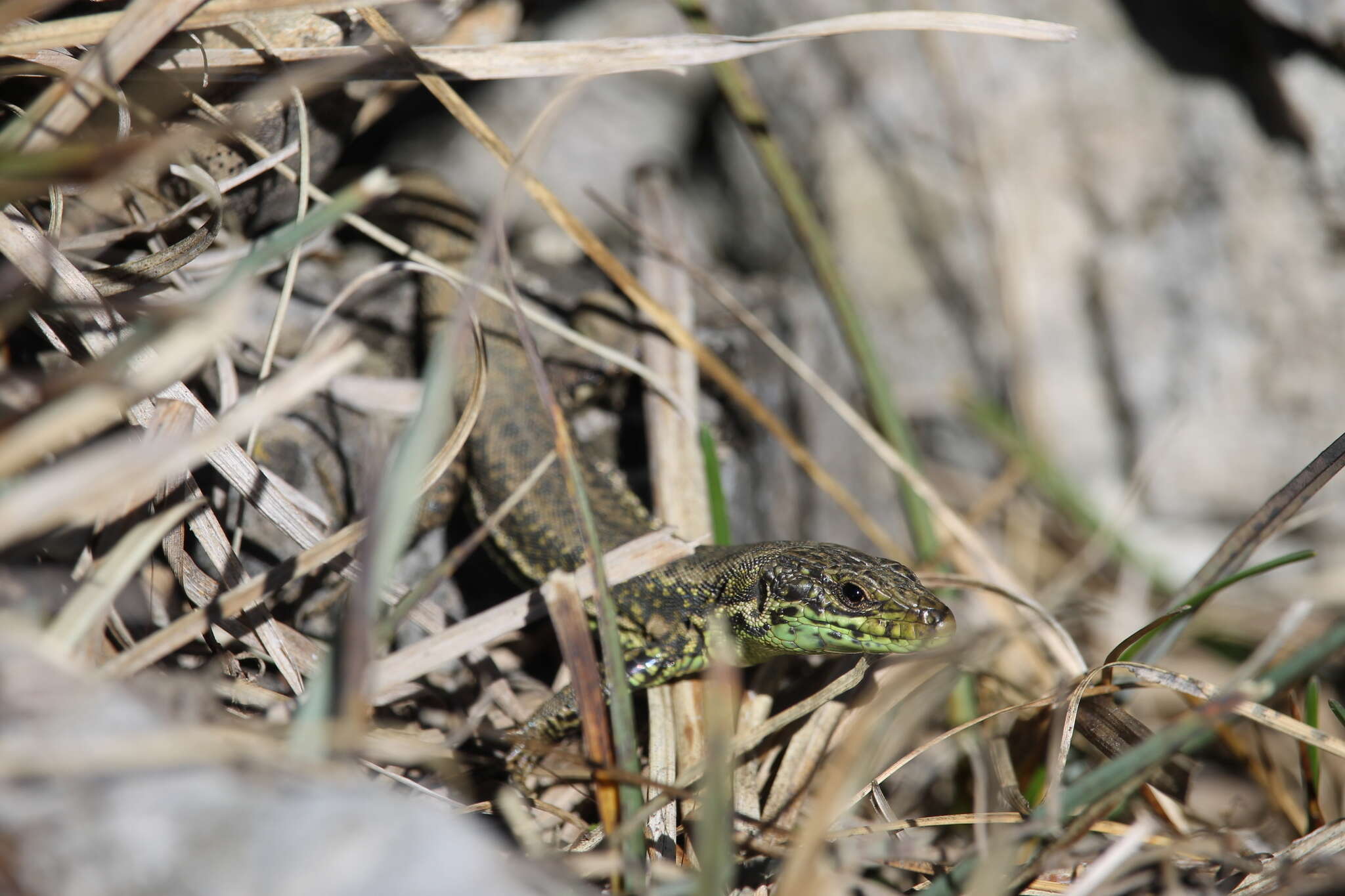 Image of Iberian rock lizard