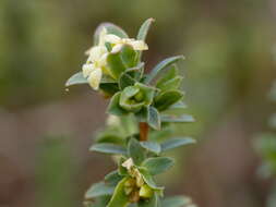 Image of Pimelea spinescens subsp. spinescens