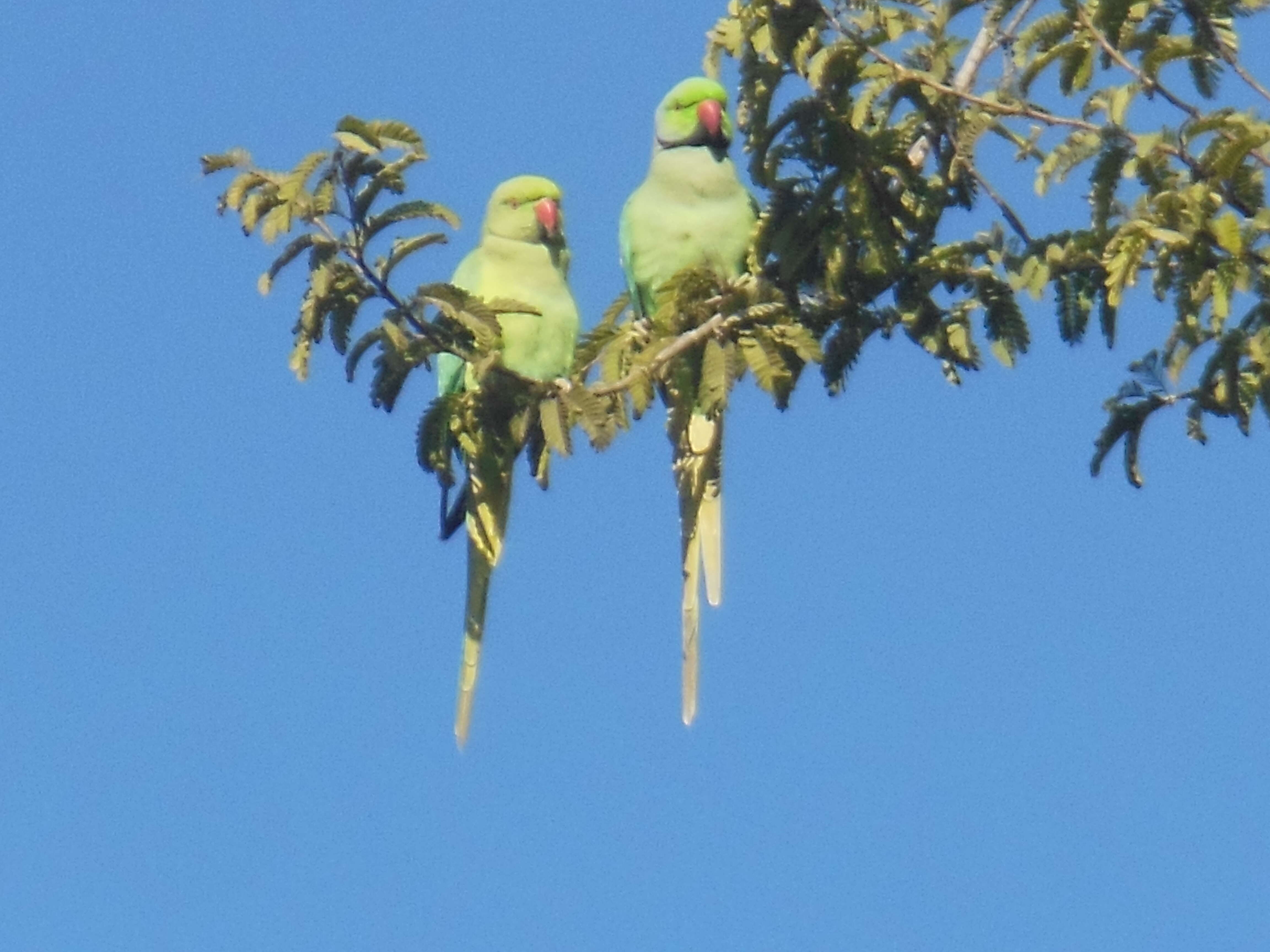 Image of Ring-necked Parakeet