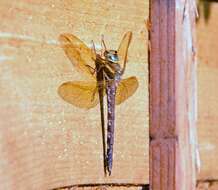 Image of Brown Hawker