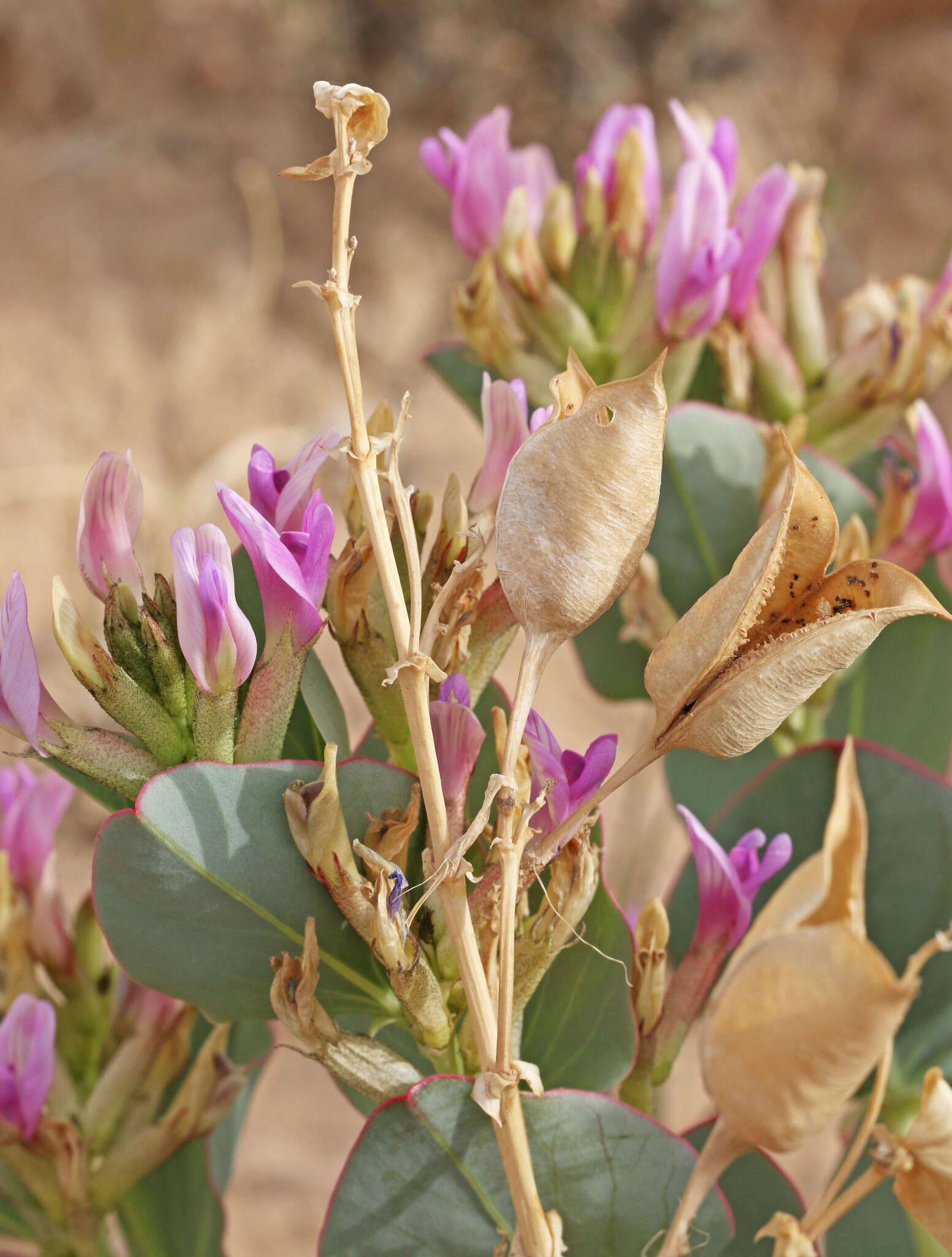 Image of milkweed milkvetch