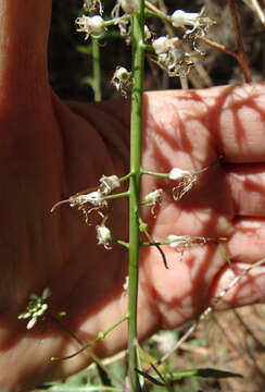 Image of cutleaf thelypody