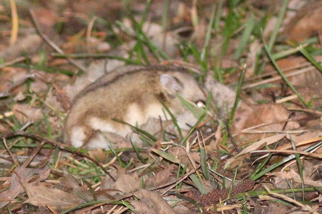 Image of Asiatic Dwarf Hamsters