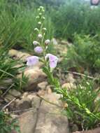 Image of obedient plant