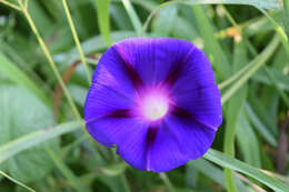 Image of tall morning-glory