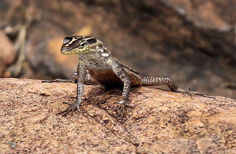 Image of Transvaal Flat Lizard